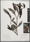 Foto von Salix L.